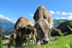 cows-cow-203460_640