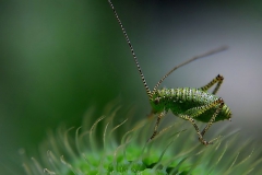 delicate-insect-107706_640